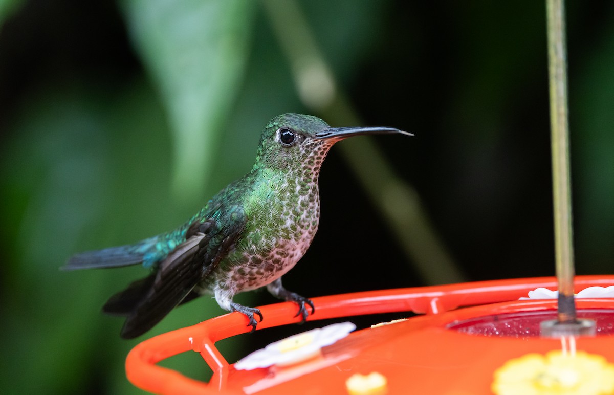Many-spotted Hummingbird - ML615100602