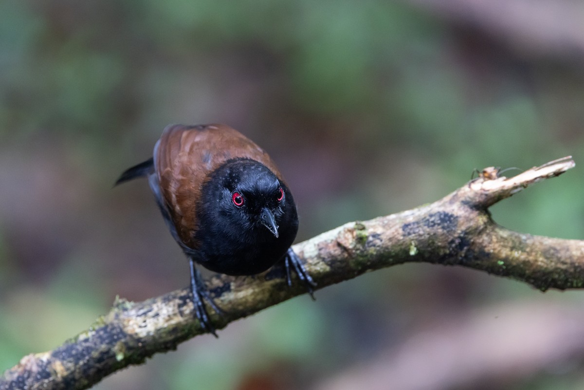 vestgloøye (castanoptera) - ML615100605