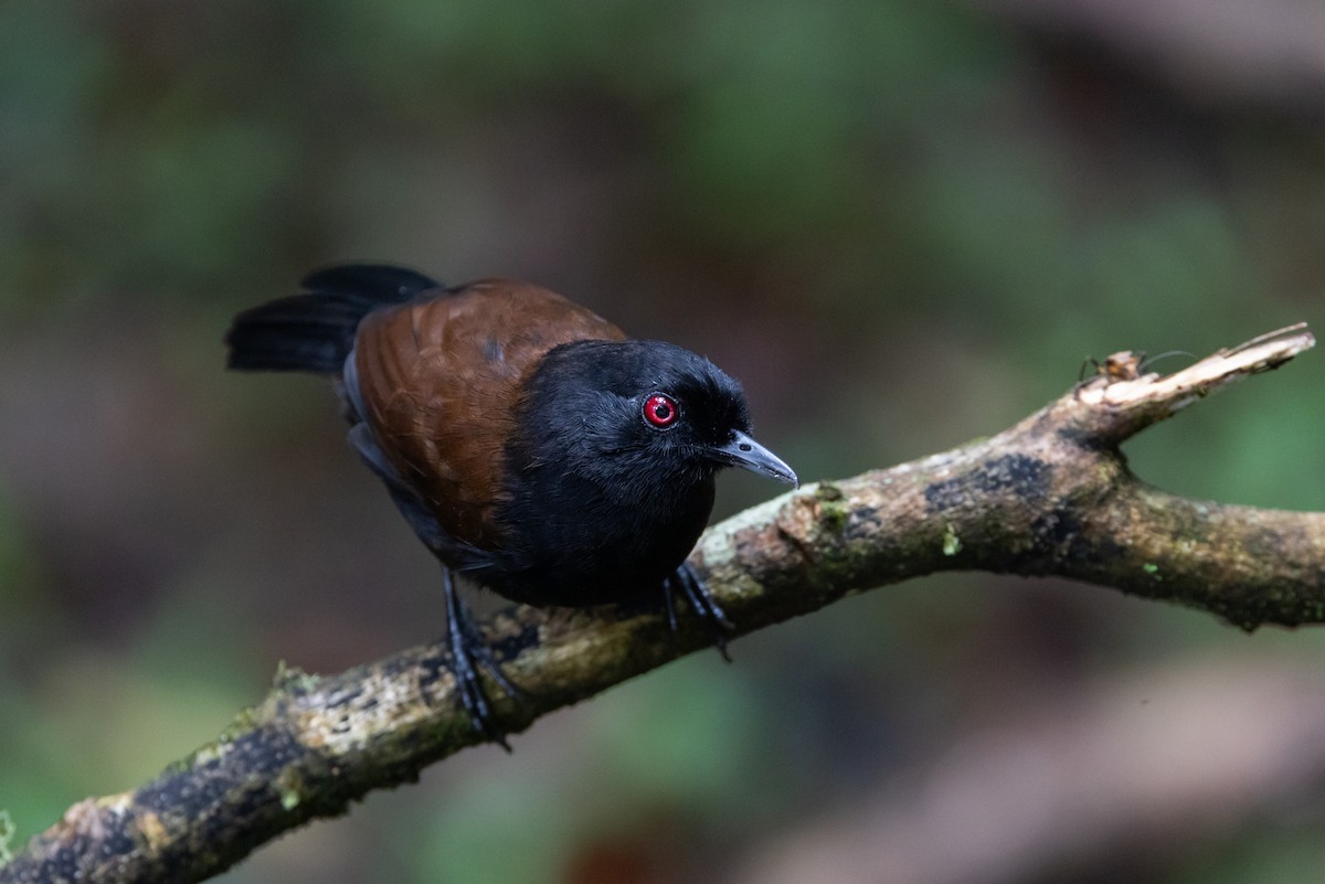 Western Fire-eye (Black-bellied) - Jay McGowan