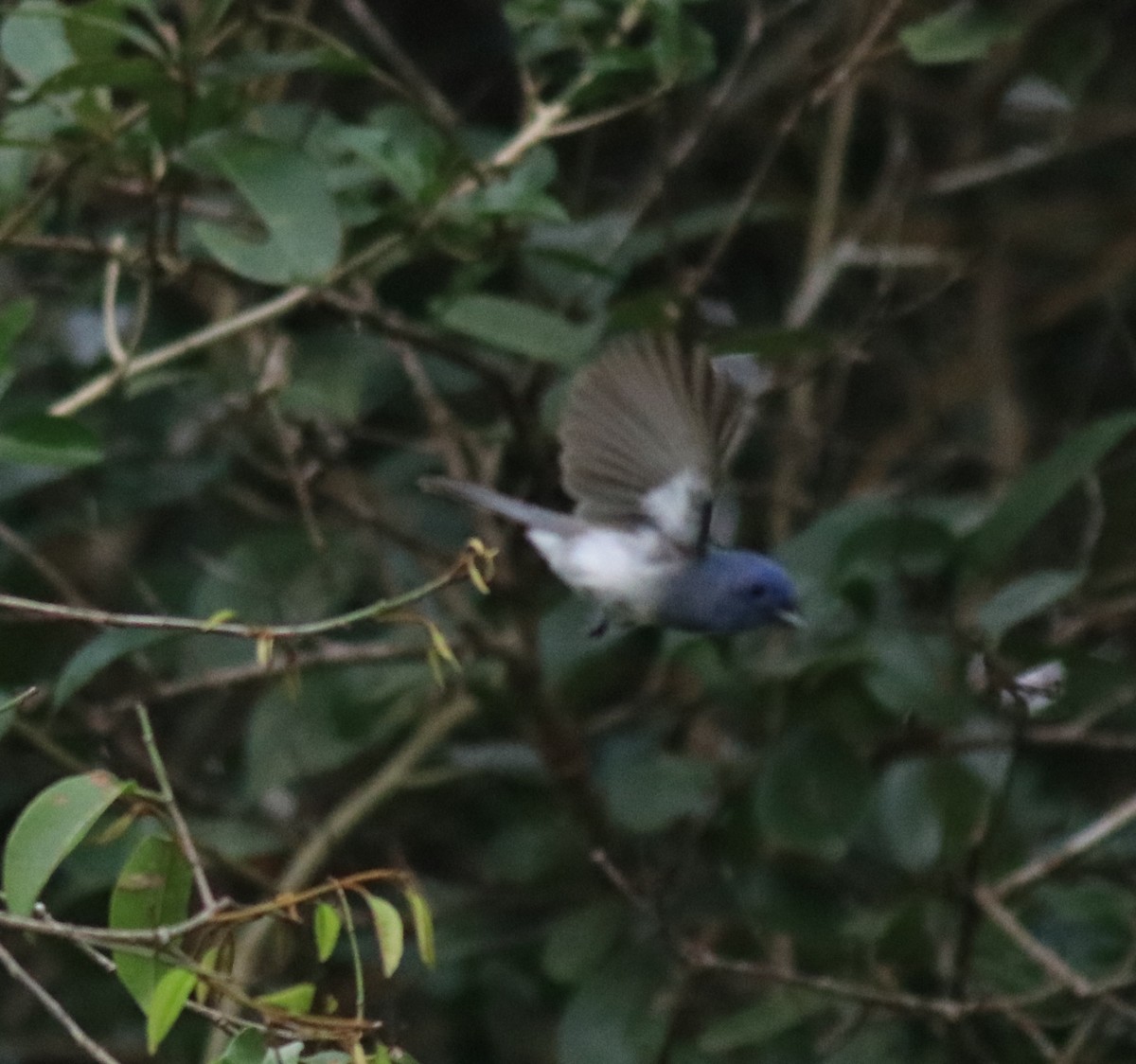 Black-naped Monarch - ML615100691