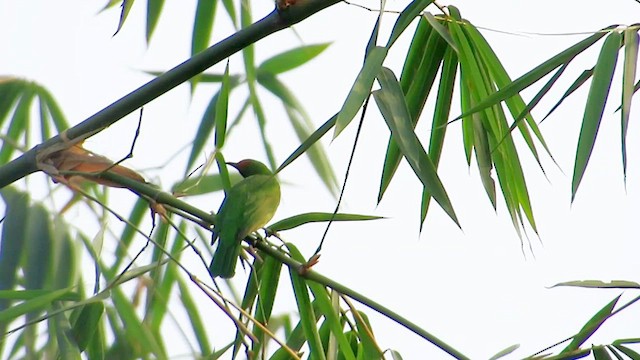 Golden-fronted Leafbird - ML615100713