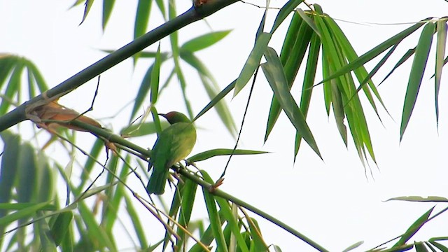 Verdin à front d'or - ML615100713