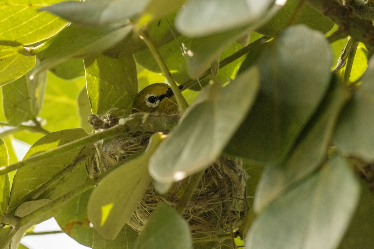 Green White-eye - ML615100718