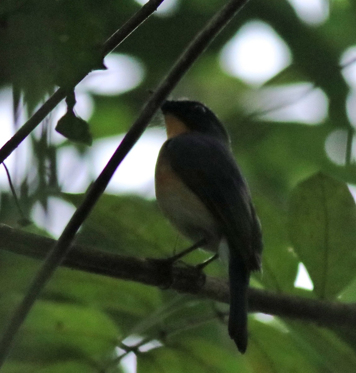 Tickell's Blue Flycatcher - ML615100825