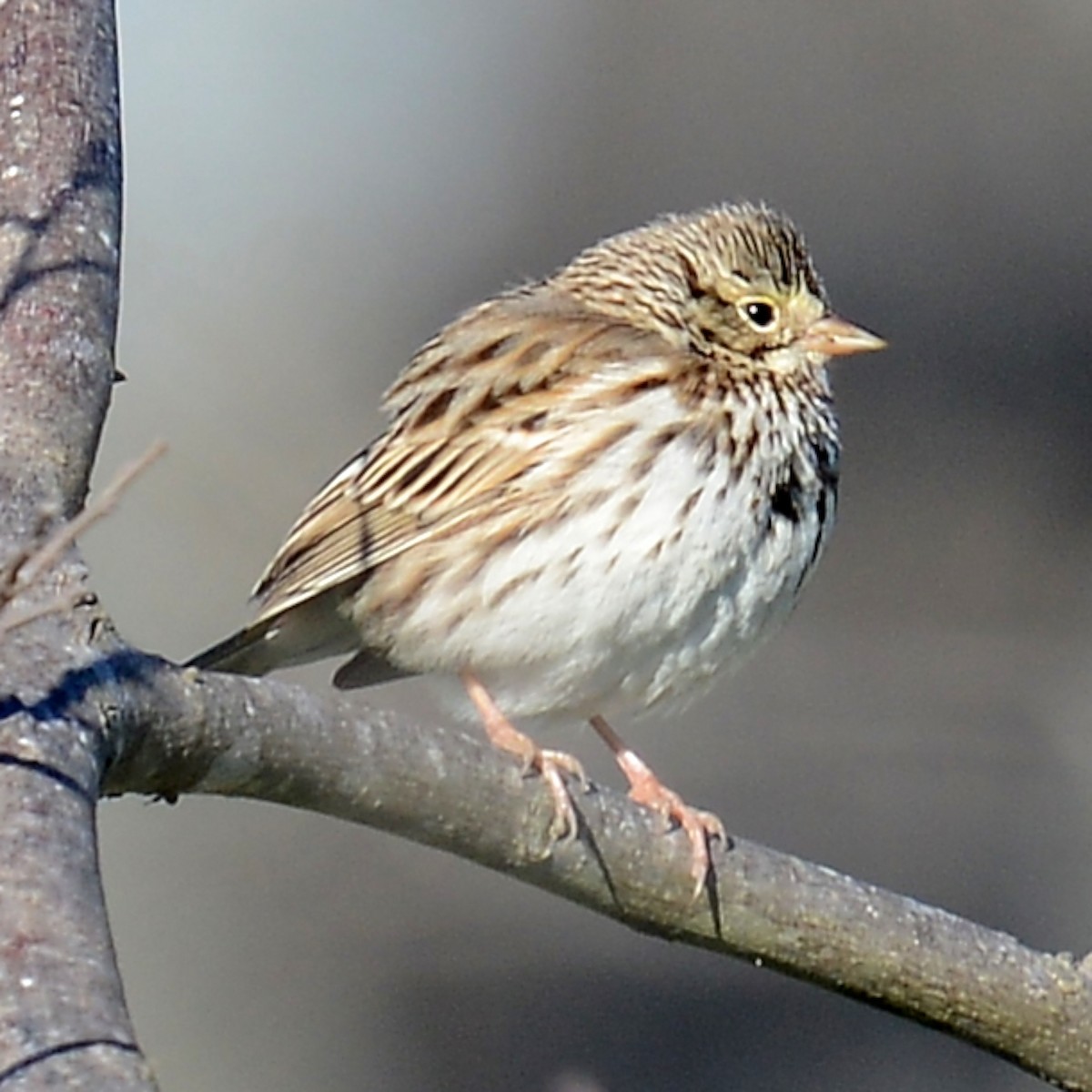 Savannah Sparrow - ML615100837