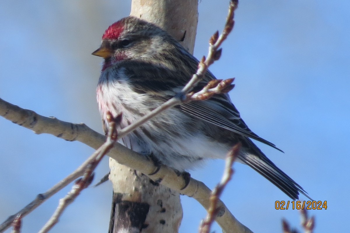 Common Redpoll - ML615100845