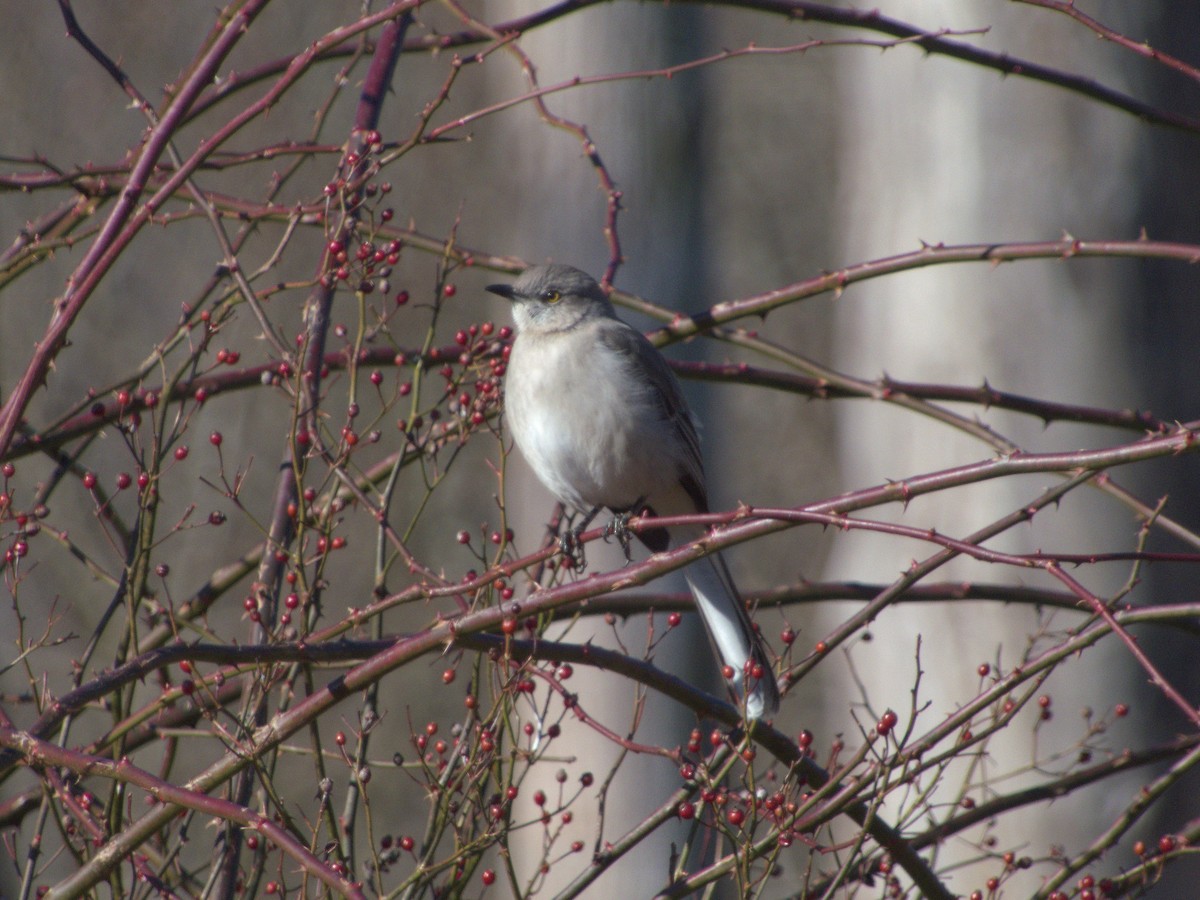 Northern Mockingbird - Ken Andrews