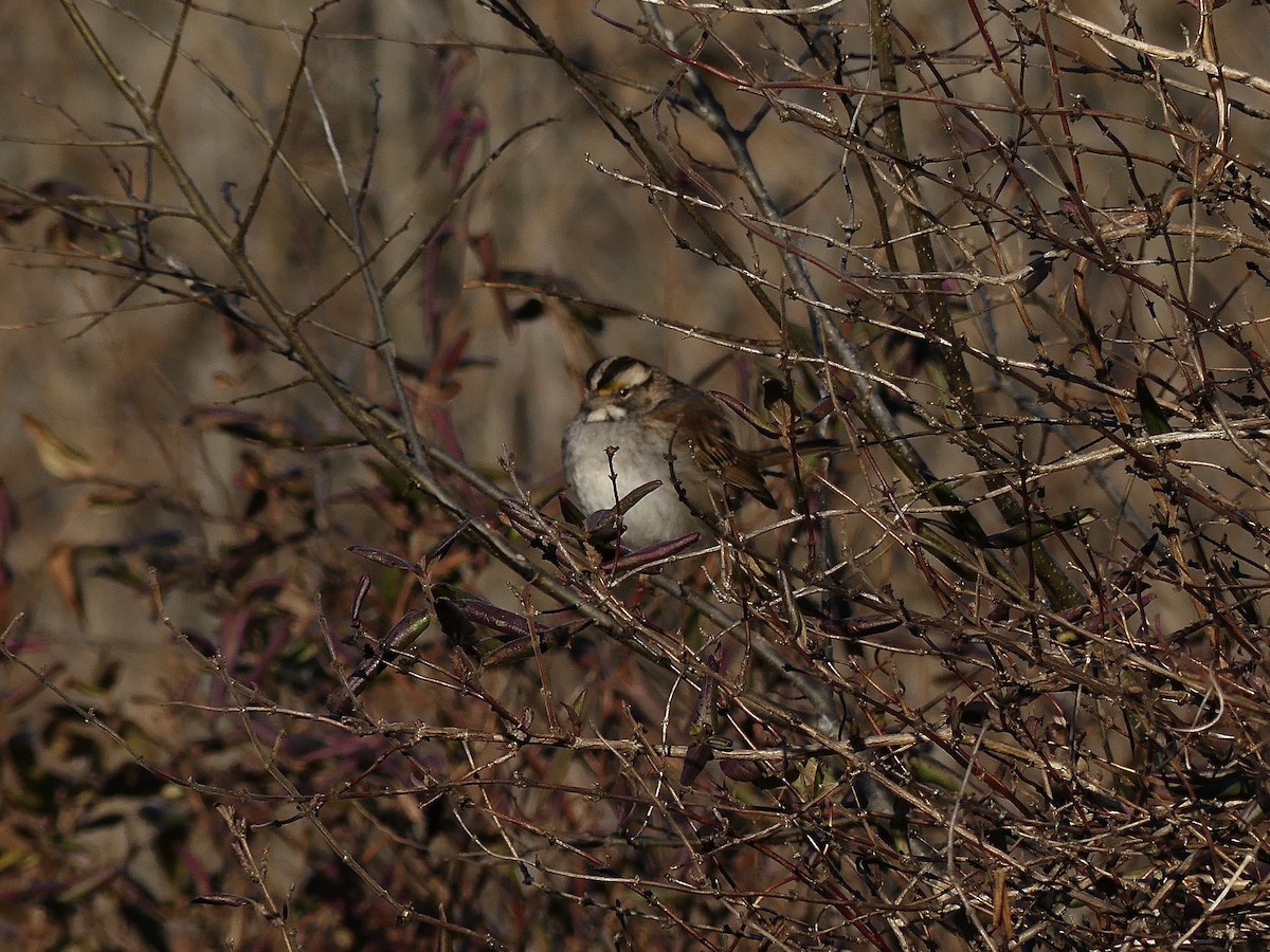 White-throated Sparrow - ML615100853