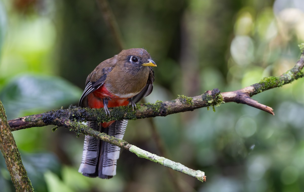 Halkalı Trogon [collaris grubu] - ML615100871