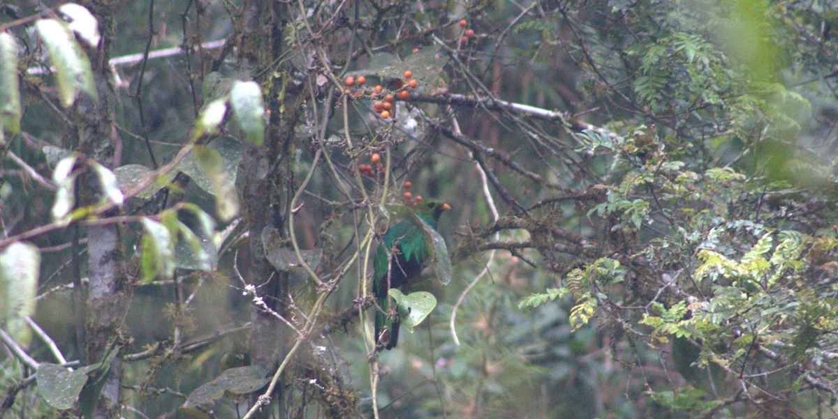 Golden-headed Quetzal - ML615101058