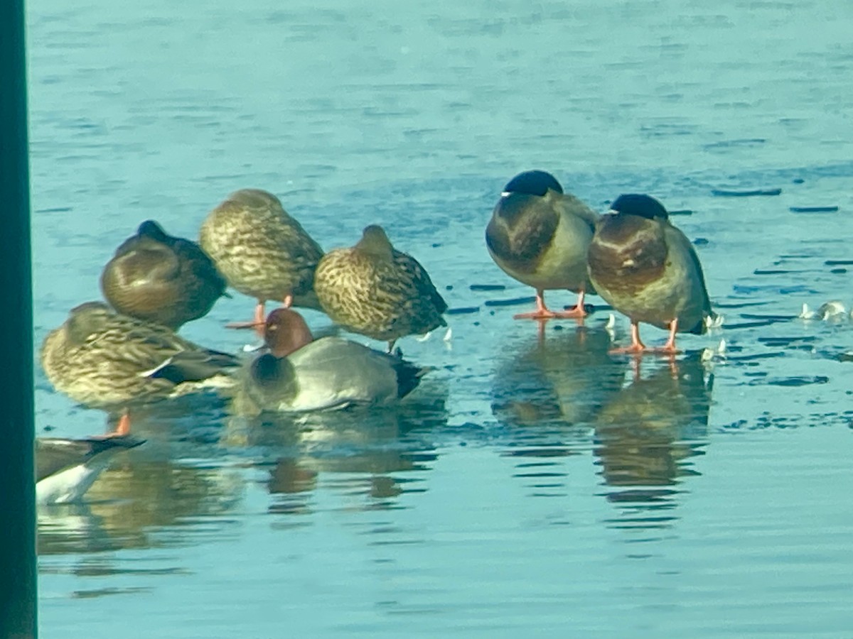 Mallard - Patty & Kevin 👀👂🏻🦆 McKelvey