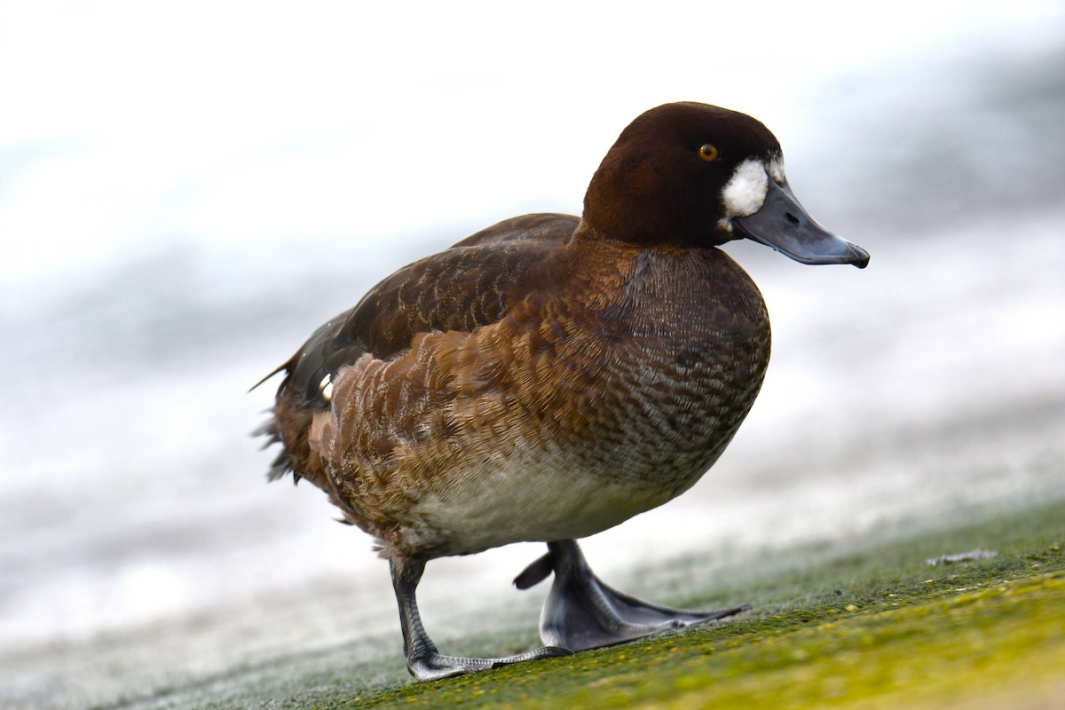 Greater Scaup - ML615101096