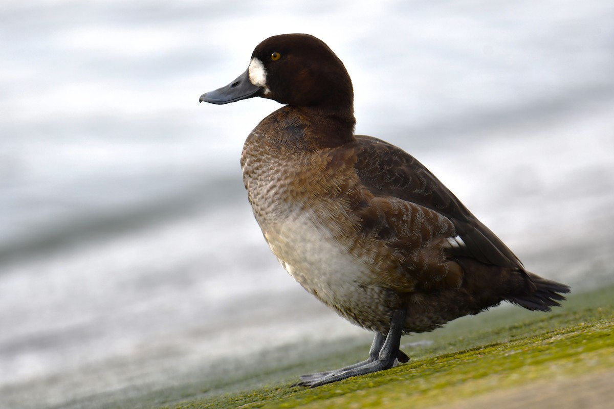 Greater Scaup - ML615101099