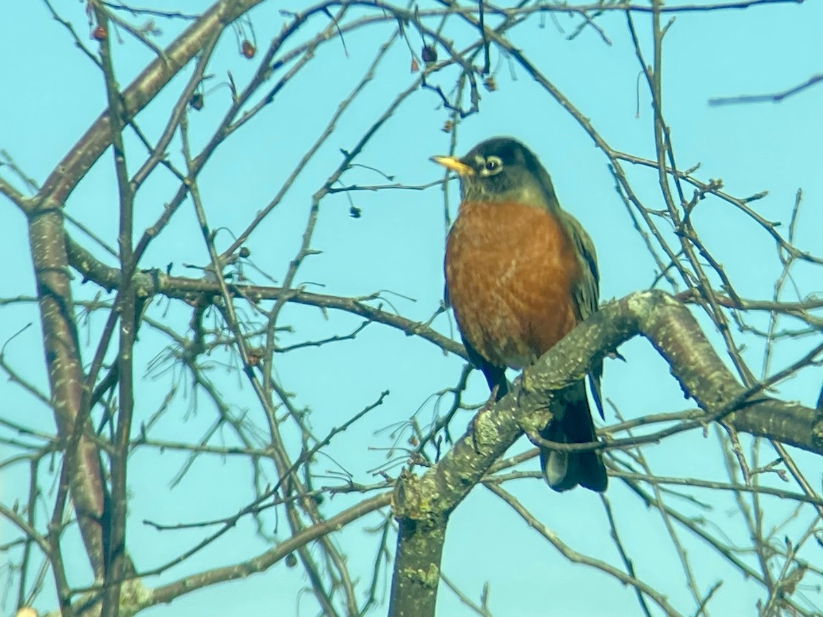 American Robin - ML615101103