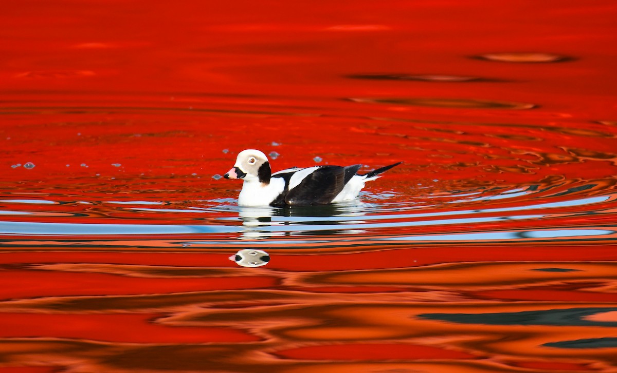 Long-tailed Duck - ML615101113