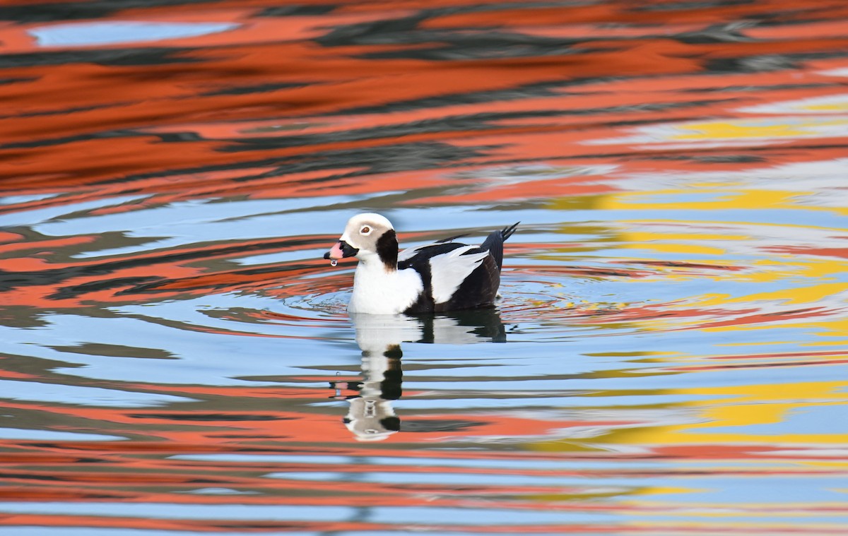 Long-tailed Duck - Krzysztof Haja