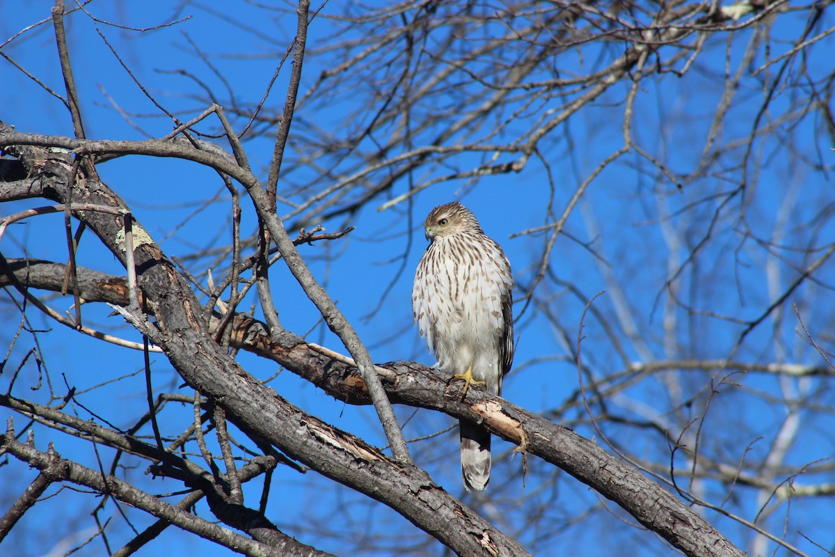 Cooper's Hawk - ML615101174