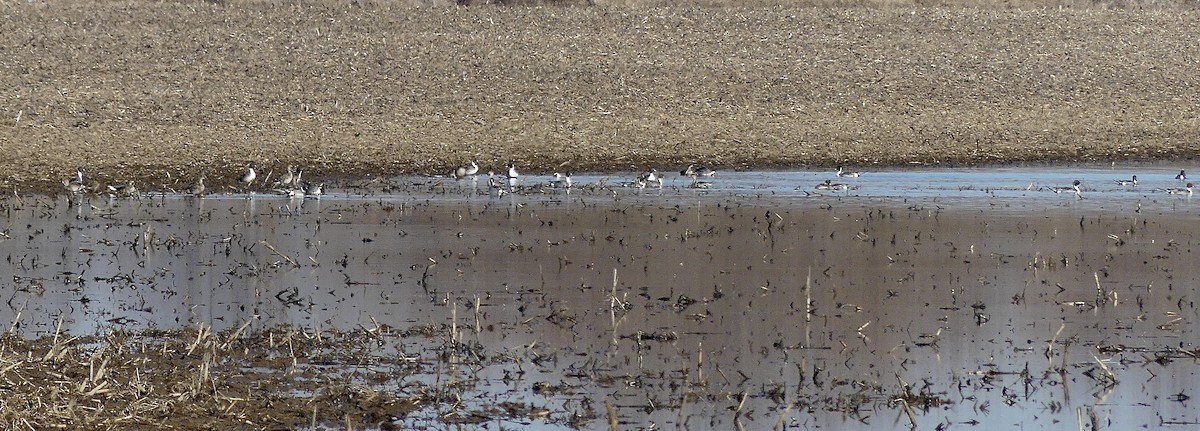 Northern Pintail - ML615101175