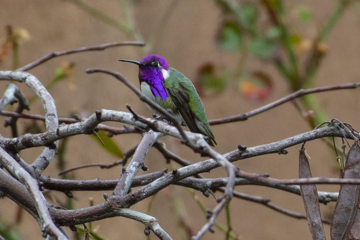 Costa's Hummingbird - ML615101188