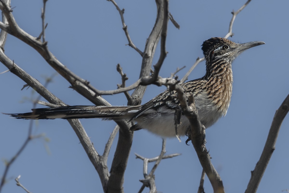 Greater Roadrunner - Van Pierszalowski