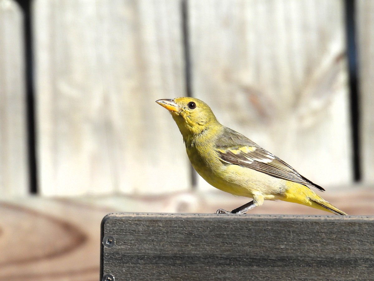 Western Tanager - ML615101214