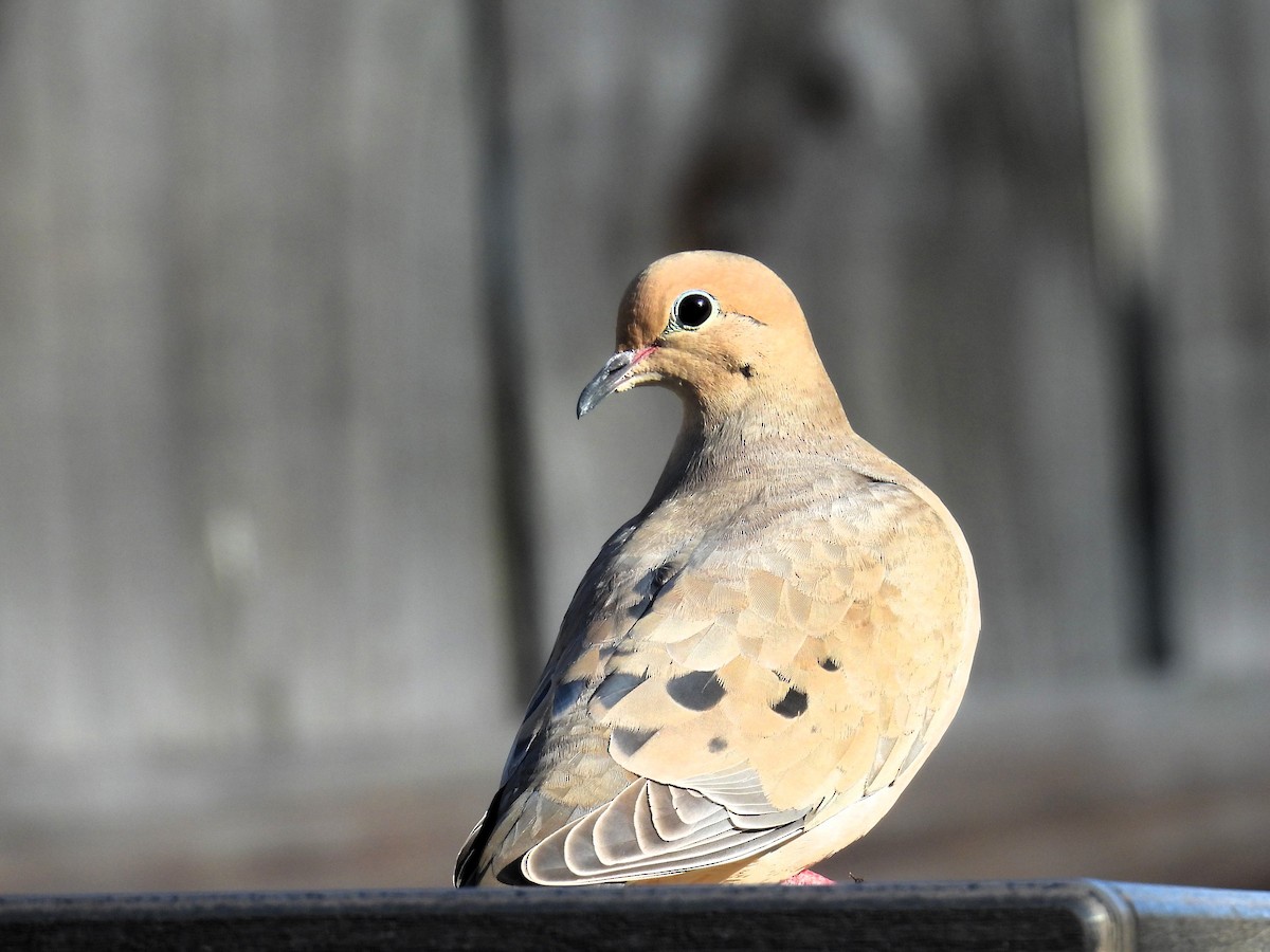 Mourning Dove - ML615101235