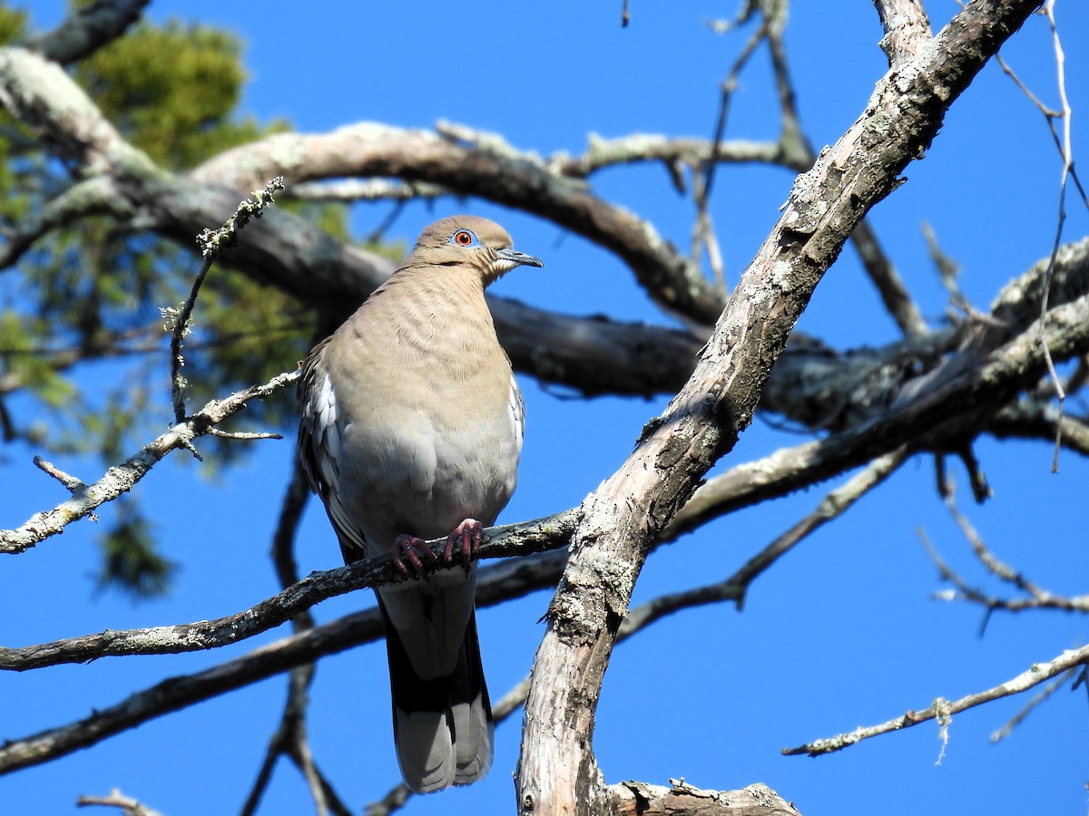 White-winged Dove - ML615101243