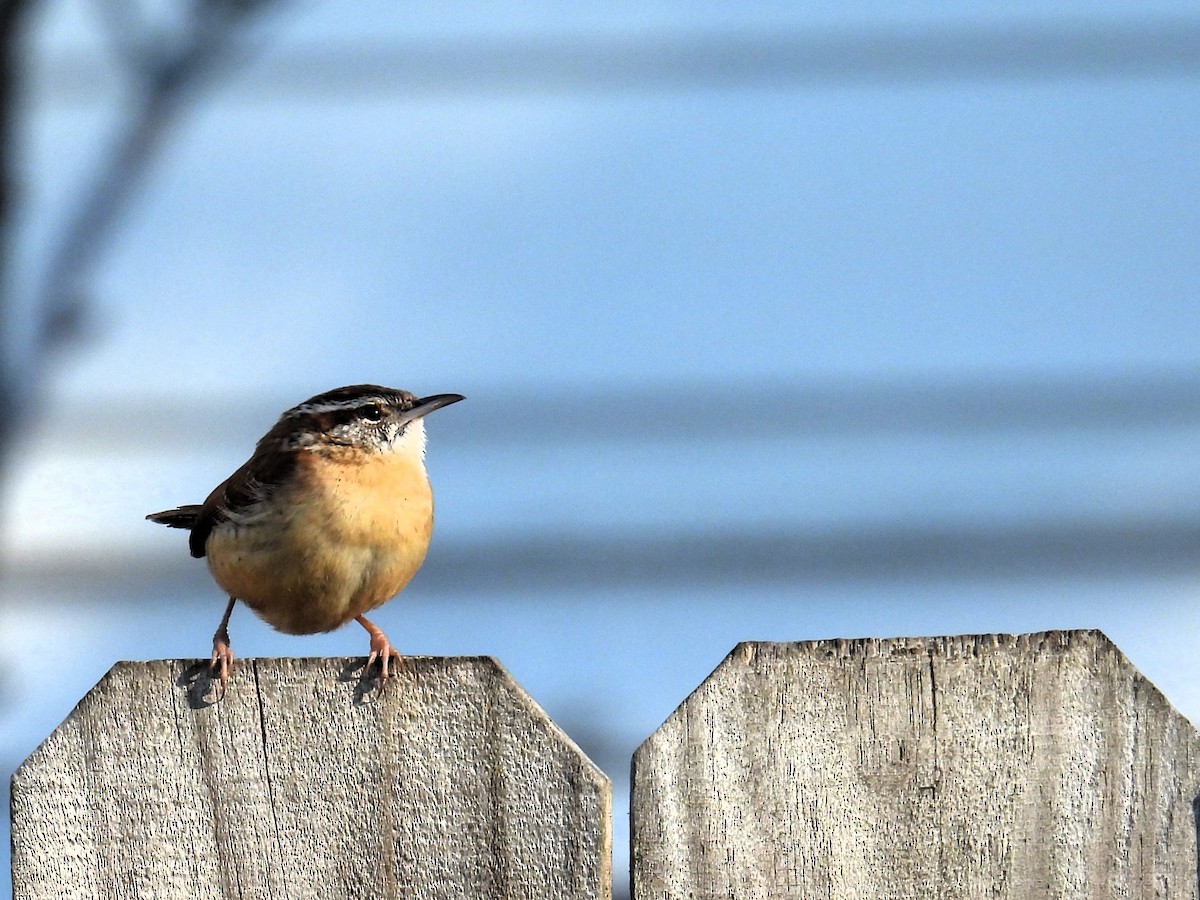 Carolina Wren - ML615101247