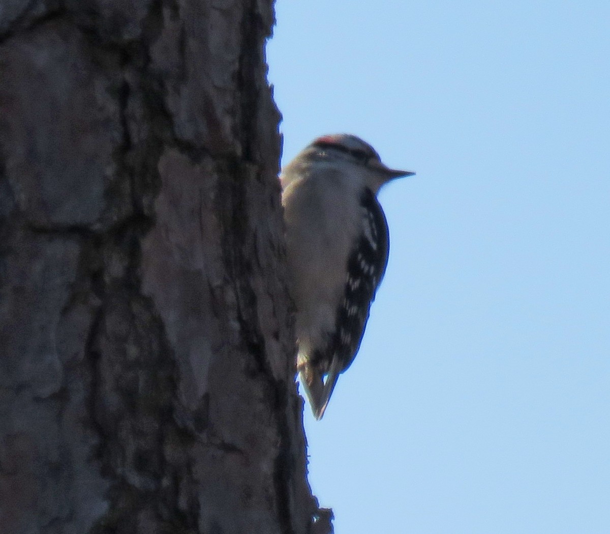 Downy Woodpecker - Joe Hanfman