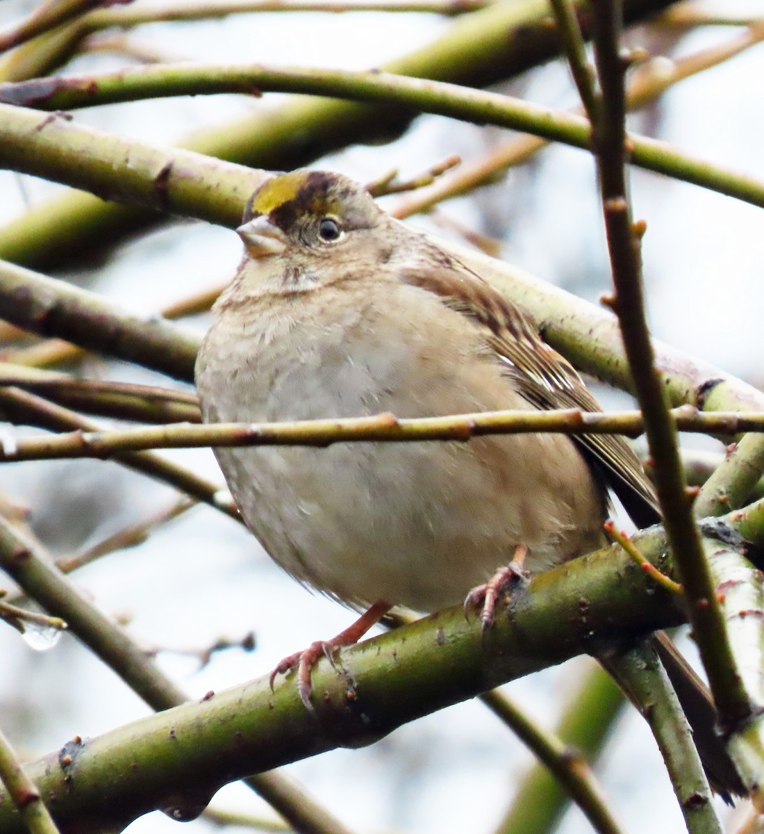 Golden-crowned Sparrow - ML615101400