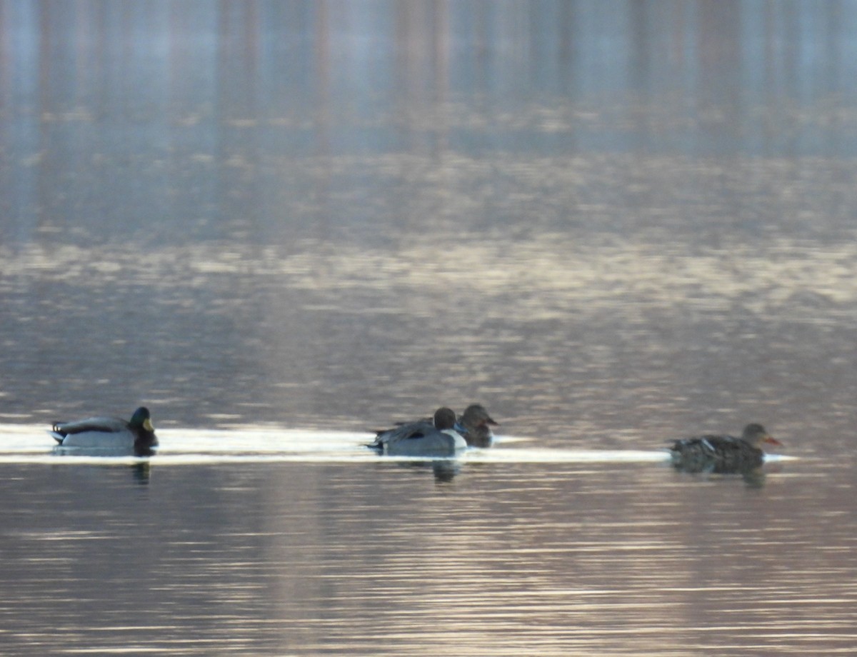 Northern Pintail - Marilyn Smith