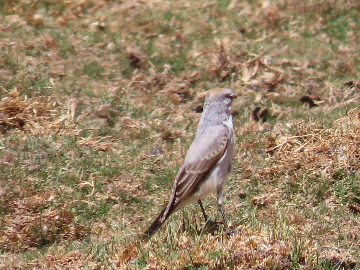 White-browed Ground-Tyrant - ML615101435