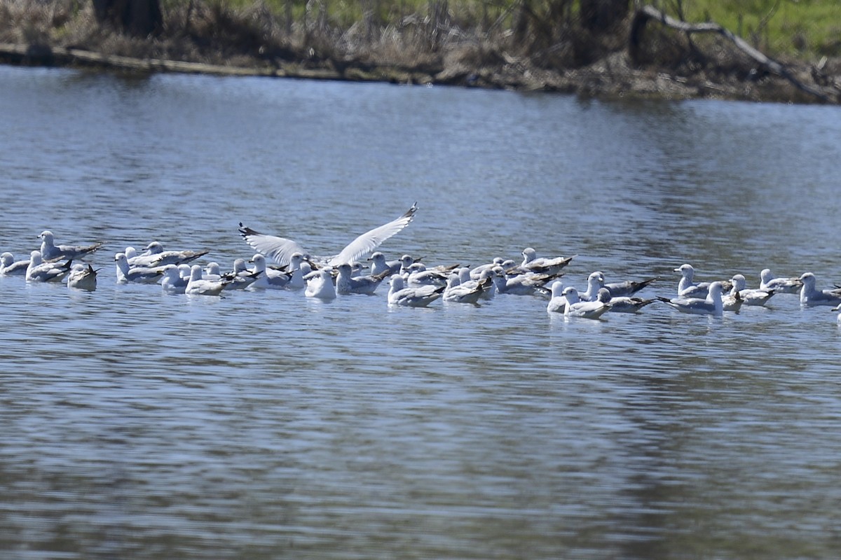 Ring-billed Gull - ML615101470