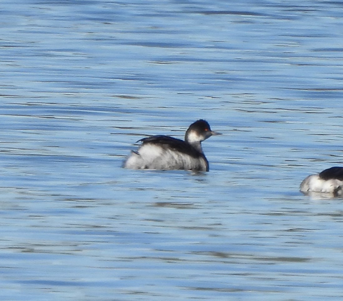 Eared Grebe - ML615101477