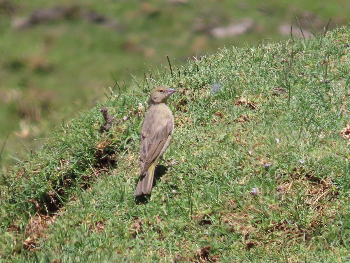 Greenish Yellow-Finch - ML615101486