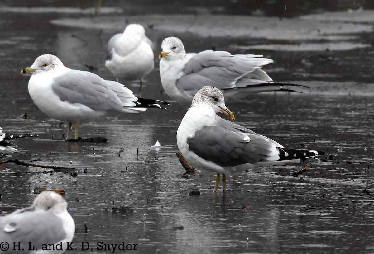 Common Gull (Kamchatka) - Hal and Kirsten Snyder
