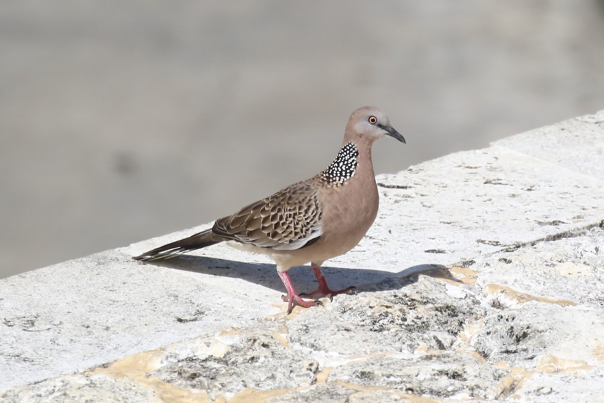 Spotted Dove - ML615101495