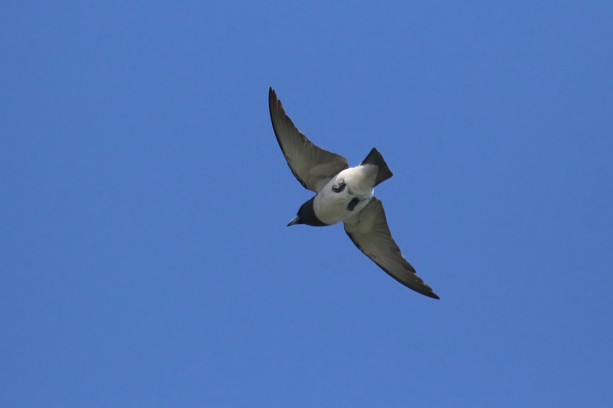 White-breasted Woodswallow - ML615101508