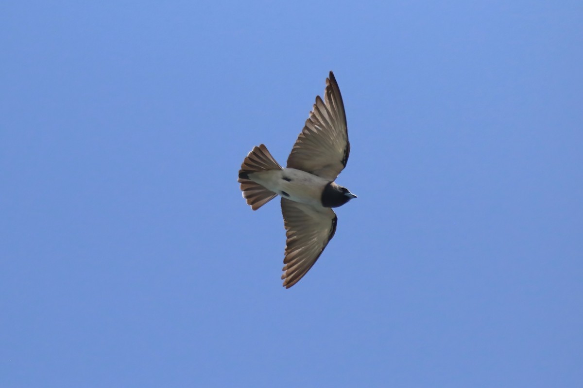 White-breasted Woodswallow - ML615101512