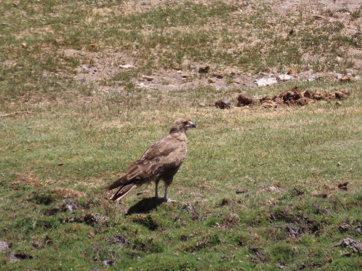 Caracara Andino - ML615101520