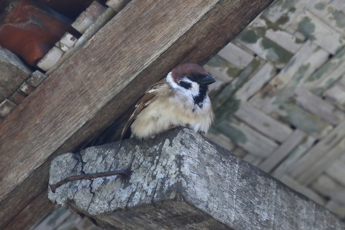 Eurasian Tree Sparrow - ML615101542
