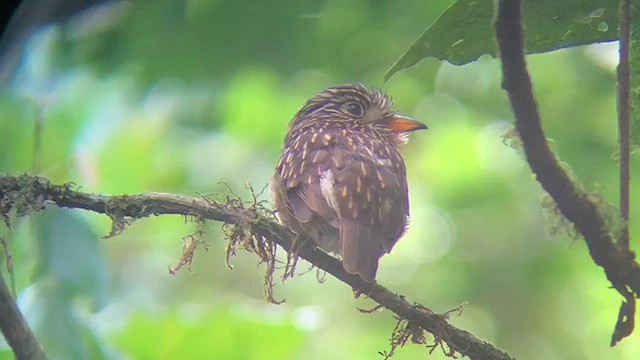 White-chested Puffbird - ML615101573