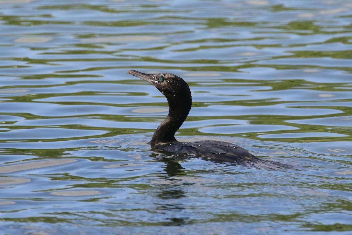 Little Black Cormorant - ML615101606