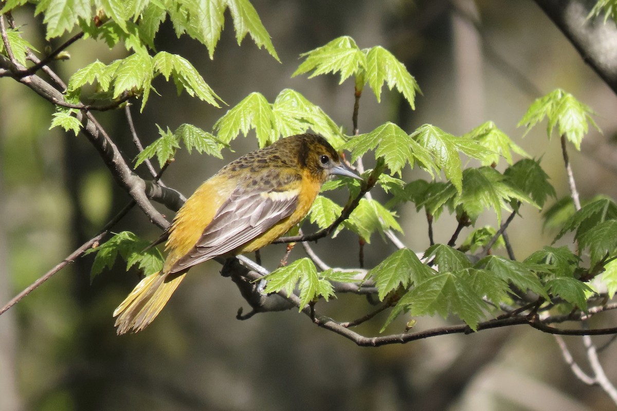 Baltimore Oriole - ML615101643