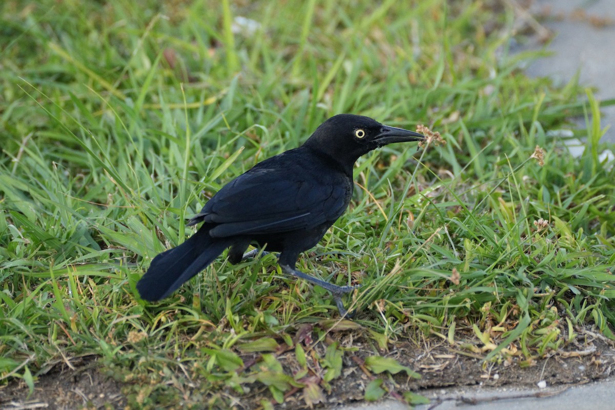 Carib Grackle - ML615101651