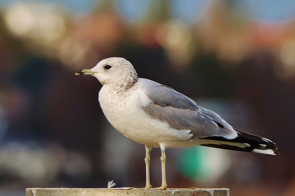 Common Gull - ML615101709