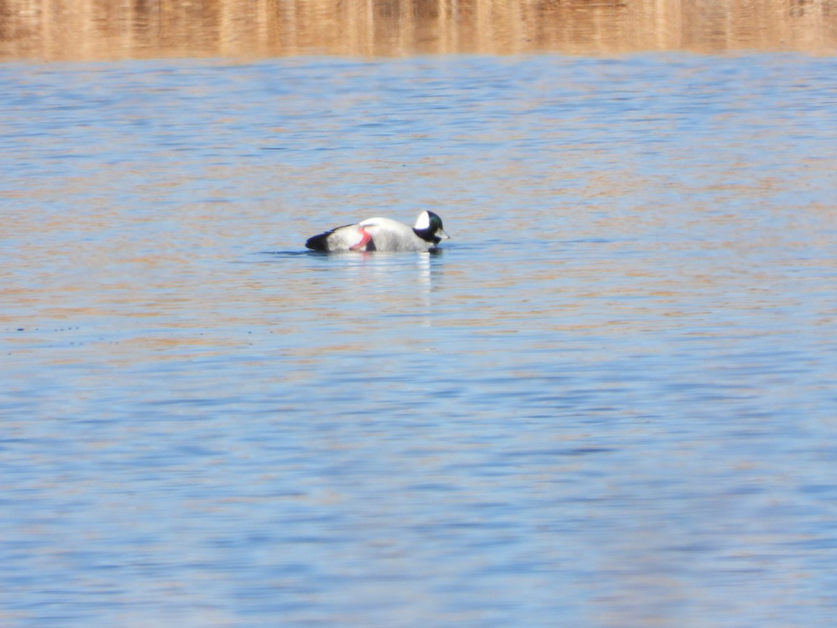 Bufflehead - ML615101720