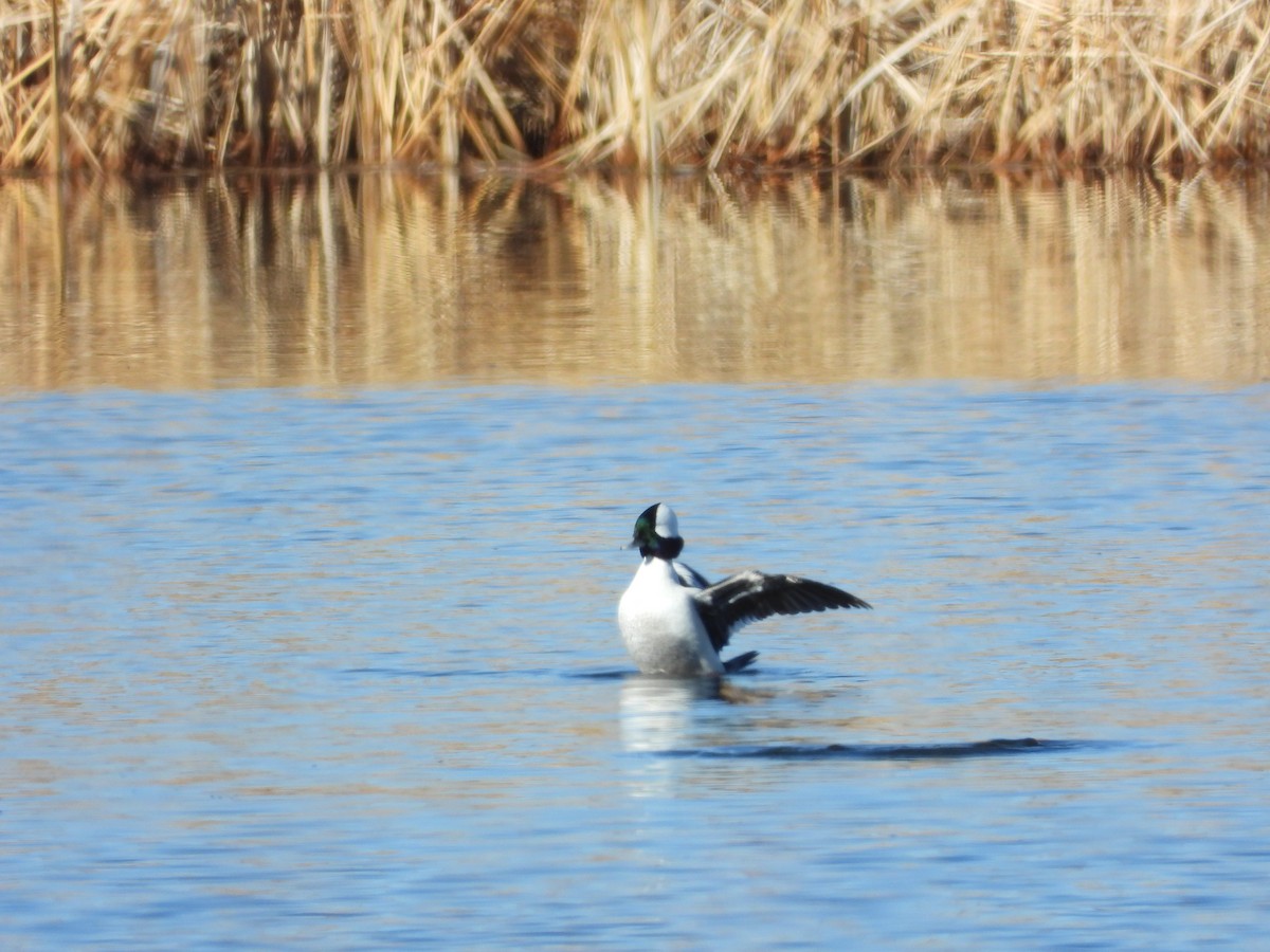 Bufflehead - ML615101721