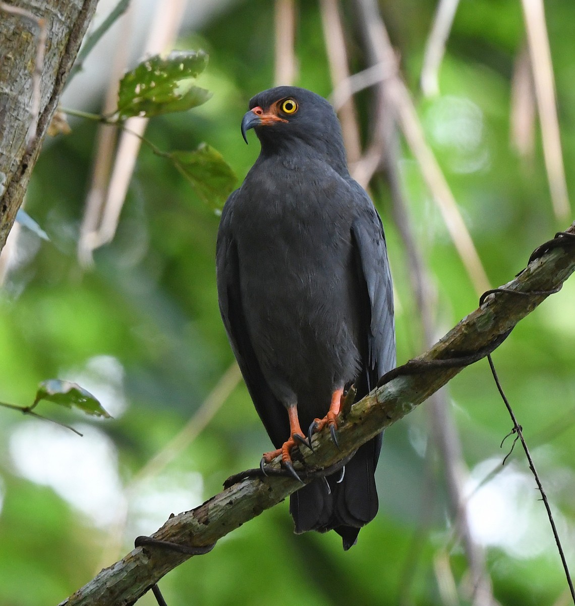 Slender-billed Kite - Joshua Vandermeulen