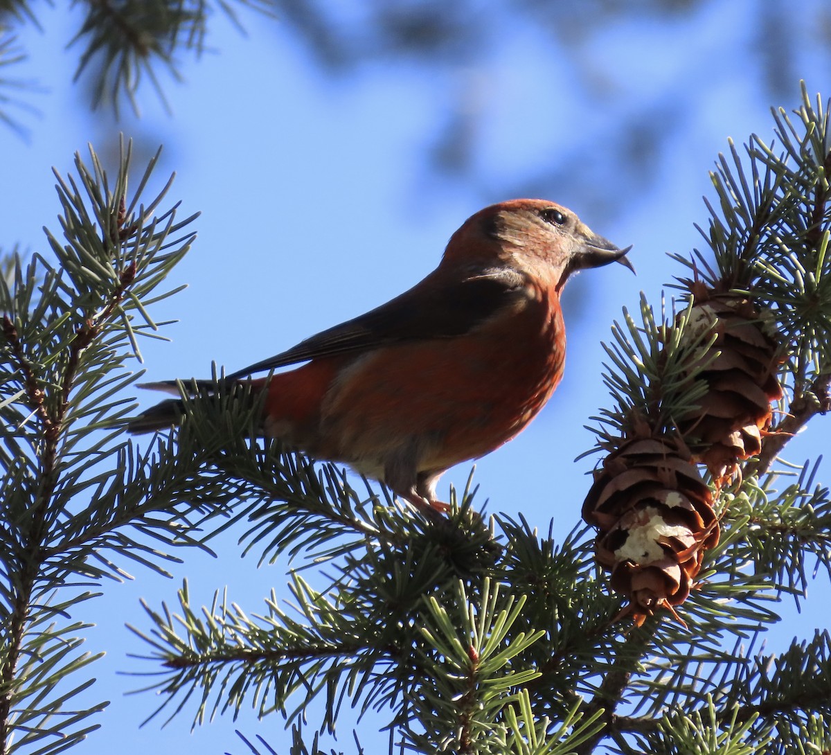 Red Crossbill - ML615101746